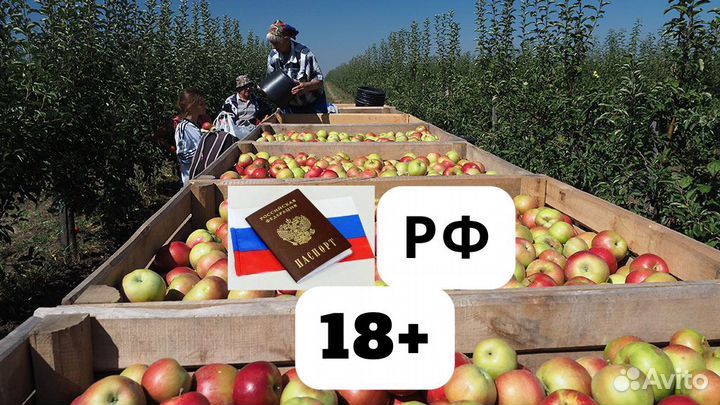 Сборщик яблок в Сад / Вахта + проживание