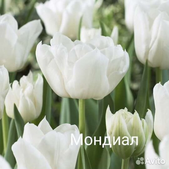 Пионовидные тюльпаны