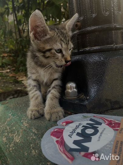 Тигровые кисики с доставкой на дом)