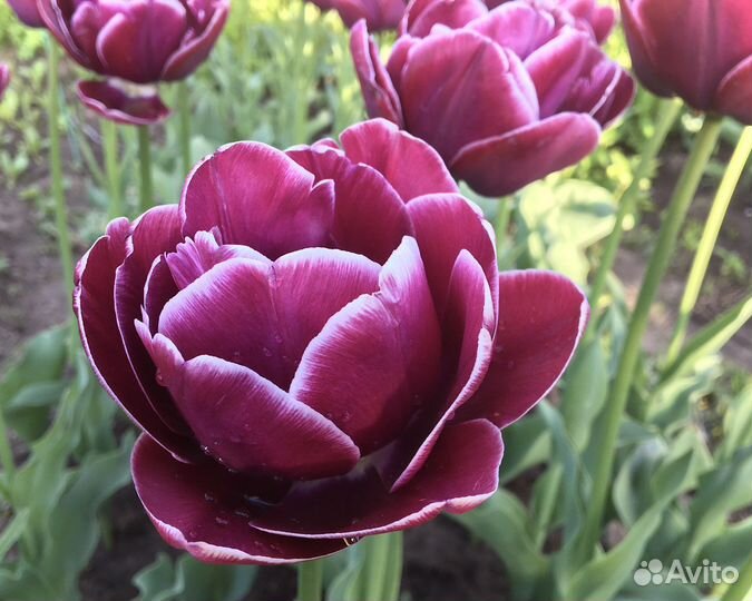 Луковицы тюльпанов Dream Touch, а также ассорти