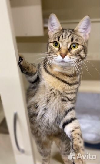 Спасите Магги