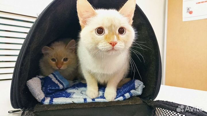 Котята бесплатно
