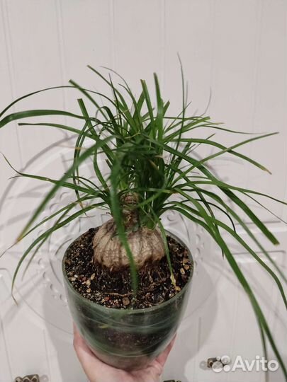 Бокарнея нолина