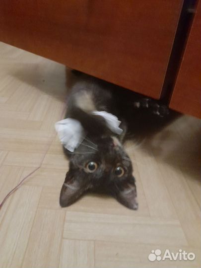 Котенок ищет дом
