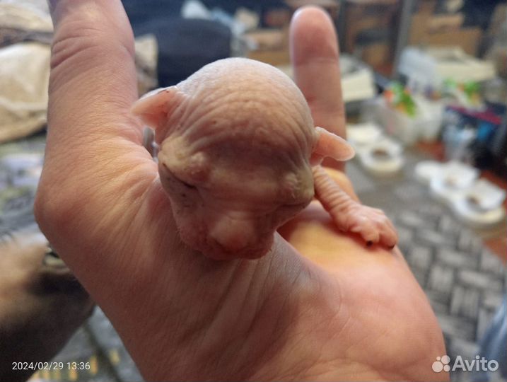 Бронирование котят породы канадский сфинкс