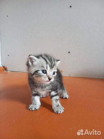 Котята от шотландской прямоухой