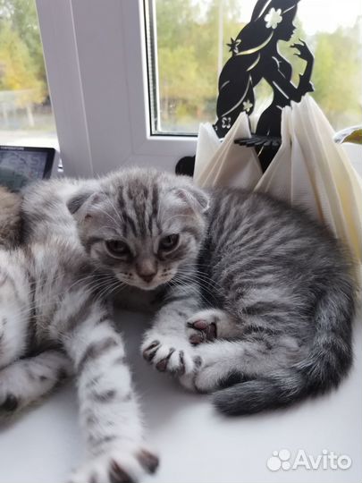 Котята шотландцы, вислоухие
