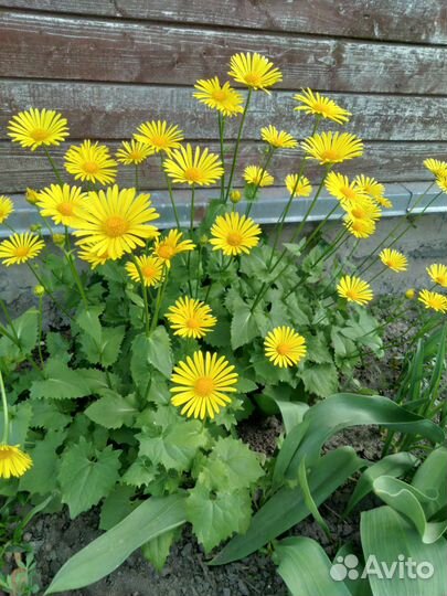 Ирис, дороникум, флокс, хризантема