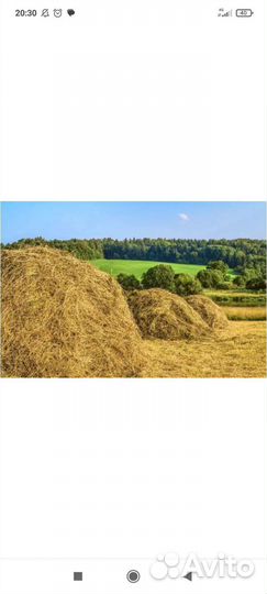 Продаю сенно
