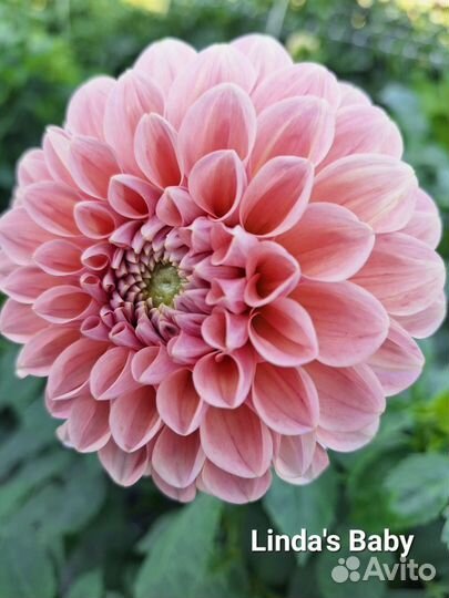 Георгины срезка