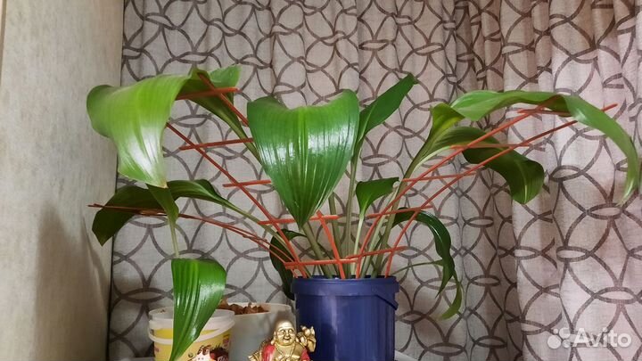 Эухарис или Амазонская Лилия