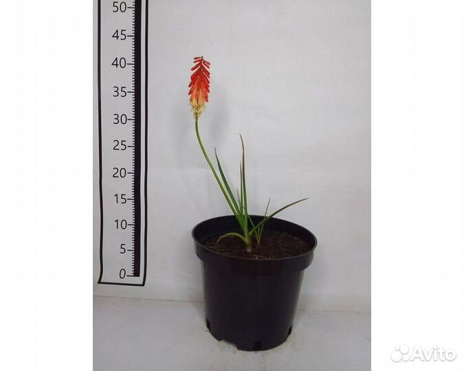 Лилейник Charles Johnston