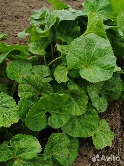 Мальва двухлетка