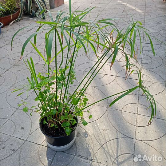 2 в 1. Циперус + Анредера