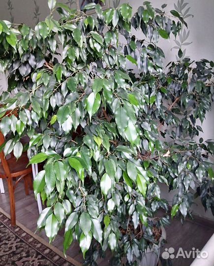 Фикус бенджамина большой