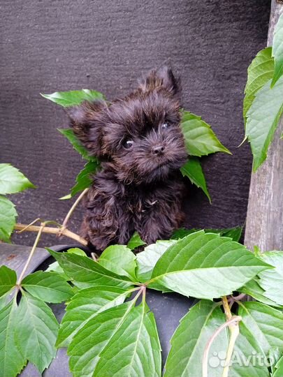 Цветной Йорк, микро девочка