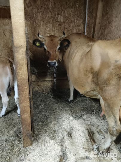 Джерсейская корова