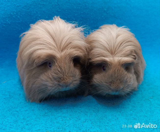 Морская свинка