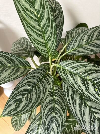 Аглаонема Мадонна с деткой