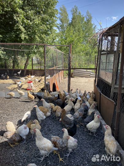 Курочки молодки