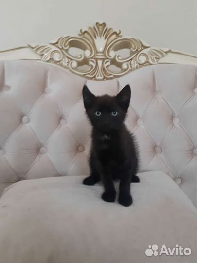 Изящная Сулико 2мес приученная