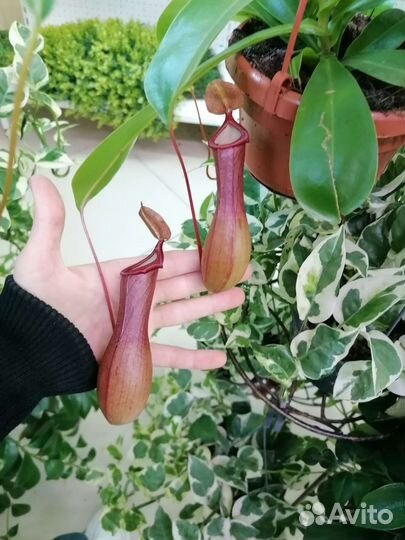 Непентес Алата, Вентрата