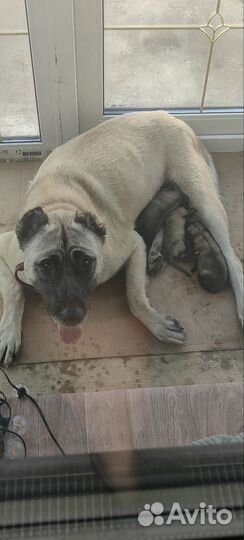 Собака турецкий кангал