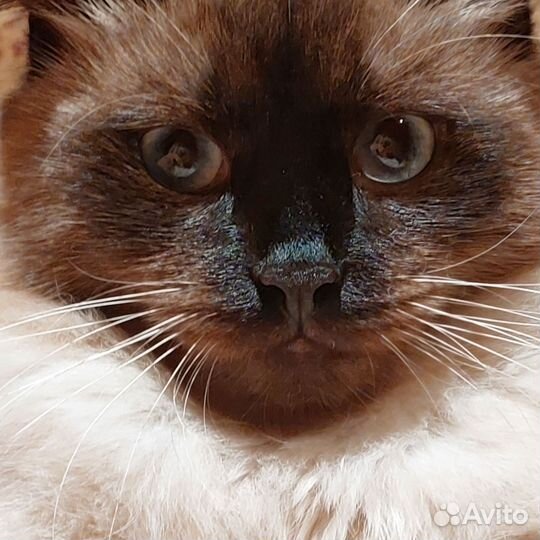 Кот для вязки