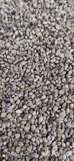 Семена конопли