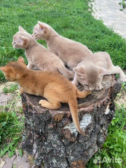 Абиссинская кошка, котята