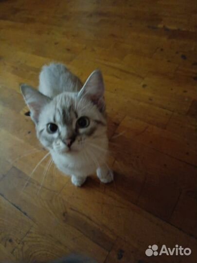 Тайская бесплатно