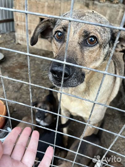 Щенки в добрые руки