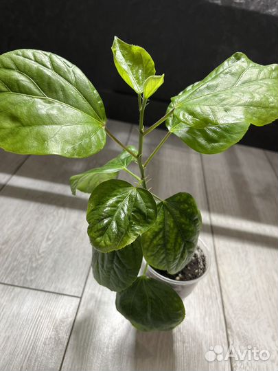 Сортовые гибискусы