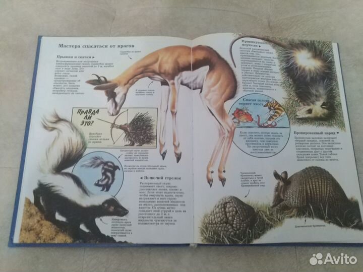 Детская энциклопедия с картинками про животных