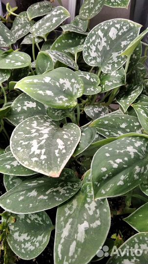 Сциндапсус Пиктус Argyraeus, Аихризон