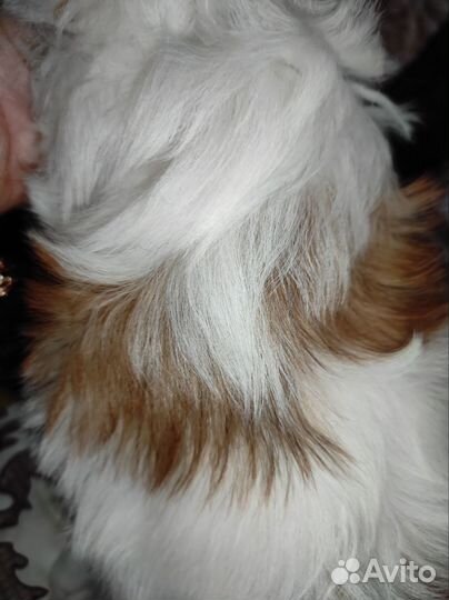 Йоркширский терьер бивер голдаст девочка куколка