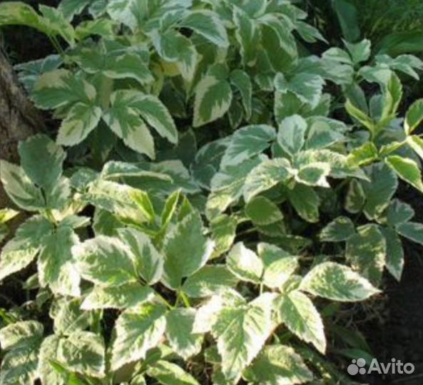 Сныть пестролистная