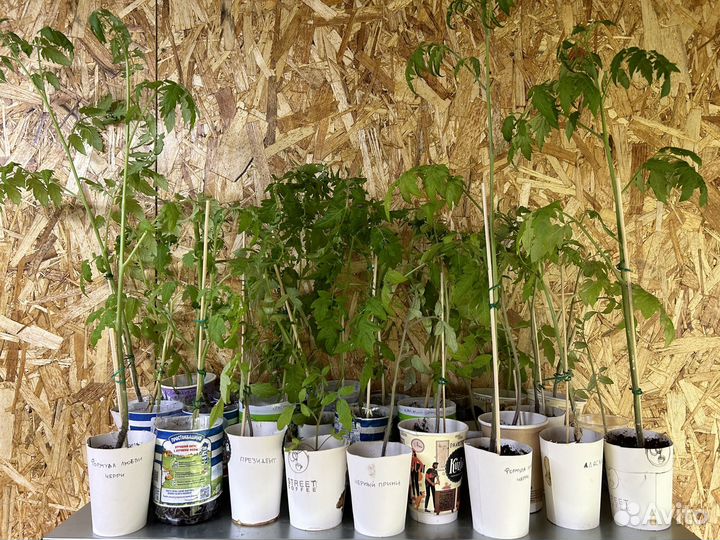 Рассада помидоров