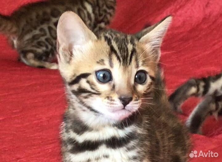 Бенгальские котята