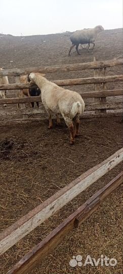 Ягнята баранчики