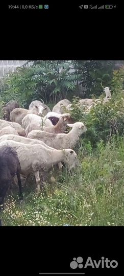 Овцы