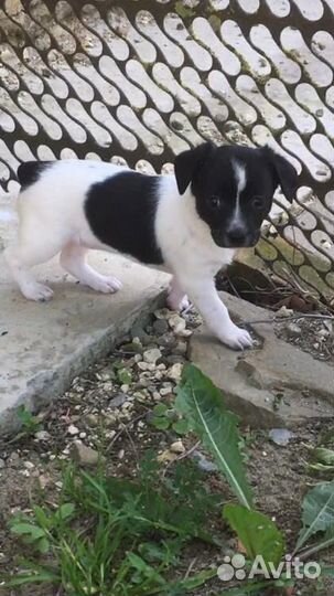 Той-терьер щенки