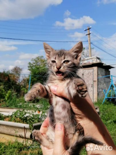 Котята в добрые руки бесплатно