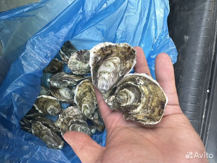 Живые устрицы