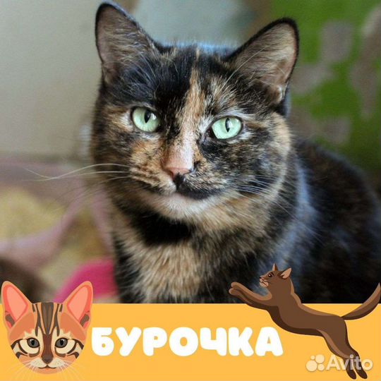 Кошка Буратинка