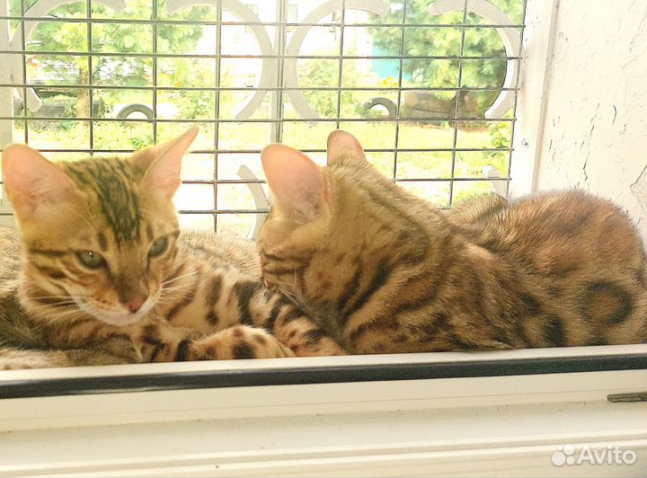 Бенгальская кошка