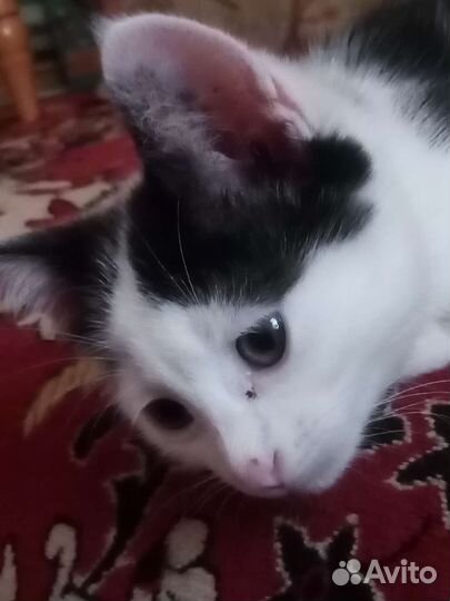 Котенок девочка в добрые руки