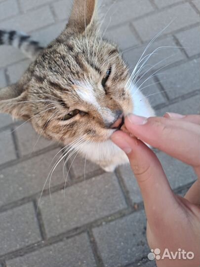 Бывшедомашний коть в добрые руки