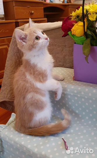 Кошка в дар бесплатно