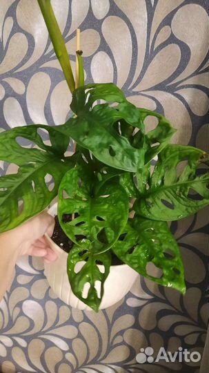 Монстера адансона, филодендрон хвост дракона